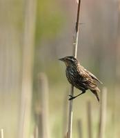 Image of: Agelaius phoeniceus (red-winged blackbird)