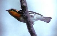 Image of: Dendroica fusca (Blackburnian warbler)