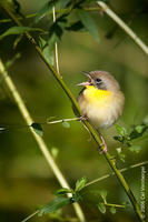 Image of: Geothlypis trichas (common yellowthroat)