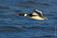 Image of: Mergus serrator (red-breasted merganser)