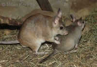 Hypogeomys antimena - Malagasy Giant Rat