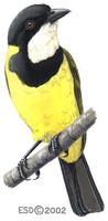 Image of: Pachycephala pectoralis (golden whistler)