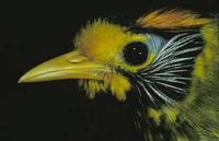 Image of: Stachyris speciosa (flame-templed babbler)
