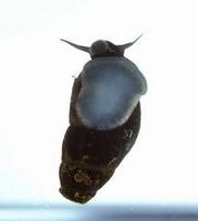 Image of: Elimia