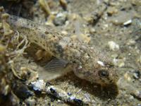 Pomatoschistus microps - Common Goby