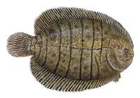 Image of: Trinectes maculatus (hogchoker)
