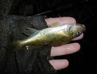 Gymnocephalus cernuus - Ruffe