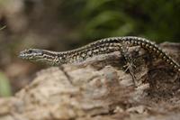 Podarcis muralis - Common Wall Lizard