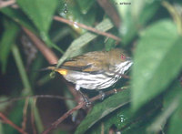 Yellow-vented Flowerpecker - Dicaeum chrysorrheum