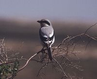 Great Grey Shrike - Lanius excubitor