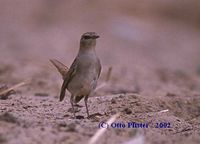 Common Nightingale - Luscinia megarhynchos