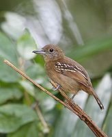 Western Slaty Antshrike (Thamnophilus atrinucha) photo