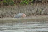 Reddish Egret - Egretta rufescens