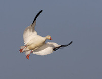 Snow Goose (Chen caerulescens) photo