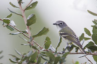 Blue-headed Vireo (Vireo solitarius) photo