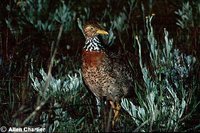 Plains-wanderer - Pedionomus torquatus