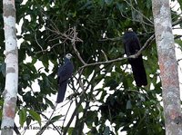 White-faced Cuckoo-Dove - Turacoena manadensis