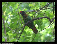 Yellow-streaked Lory - Chalcopsitta sintillata