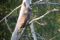 Great Horned Owl - Bubo virginianus