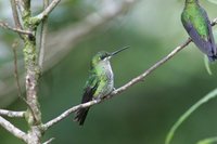 Green-crowned Brilliant - Heliodoxa jacula