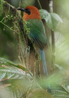 Broad-billed Motmot - Electron platyrhynchum