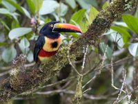 Fiery-billed Aracari - Pteroglossus frantzii