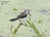 Pied Water-Tyrant - Fluvicola pica