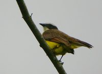 Rusty-margined Flycatcher - Myiozetetes cayanensis