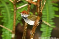 Dark-necked Tailorbird - Orthotomus atrogularis