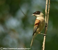 White-crowned Penduline-Tit - Remiz coronatus