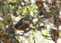 Giant Conebill - Oreomanes fraseri