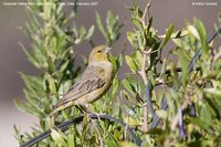 Greenish Yellow-Finch - Sicalis olivascens