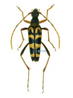 긴알락꽃하늘소 - Leptura arcuata