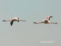 Lesser Flamingo