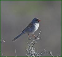 Black-chinned sparrow on the road to Paradise