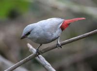 * Lavender Waxbill