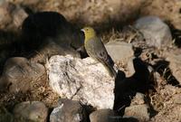 *NEW* GReenish Yellow-finch