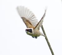 Penduline Tit - Remiz pendulinus