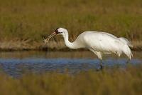Whooping Crane , Grus americana , Total population approx . 300 birds , Aransas National Wildlif...