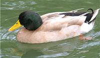 Mallard hybrid