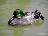 Falcated duck Anas falcata