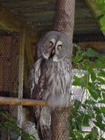 Bartkauz (Strix nebulosa)