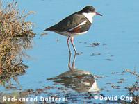 Red-kneed Dotterel