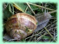 Helix pomatia (Linne 1758) ou