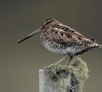 Watersnip (Gallinago Gallinago)