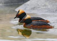 Slovanian Grebe (Podiceps auritus)