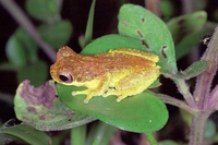 : Dendropsophus microps