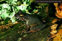 : Gephyromantis boulengeri