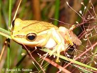 : Hypsiboas semiguttatus