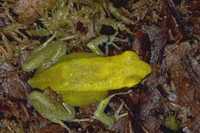 : Mantella viridis